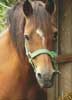 photo de la Poney VANAIS